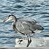 greatblueheron7